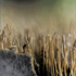 Sawomir Wielgos - fotografia